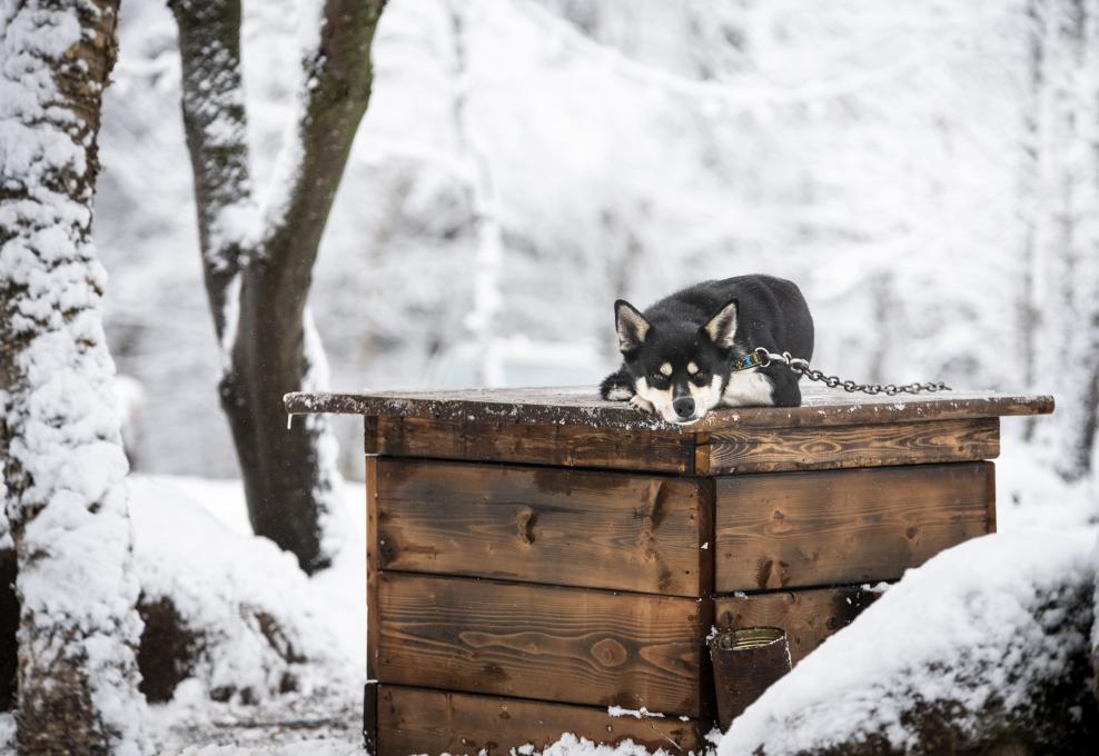 La meute nocturne-notre chien Carnage