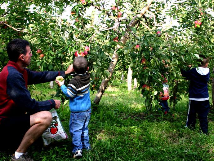 Cidrerie Verger Bilodeau - apple picking