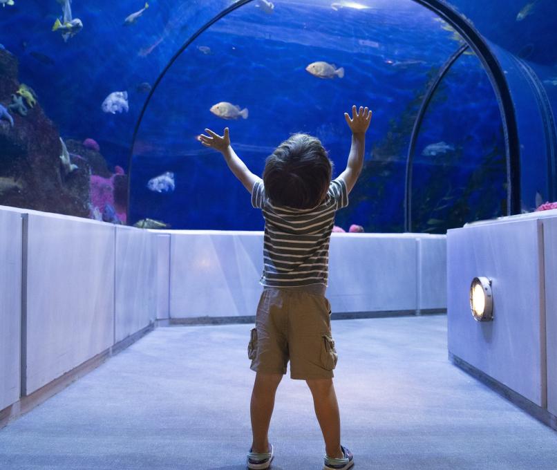 Aquarium du Québec - Tunnel du Grand Océan