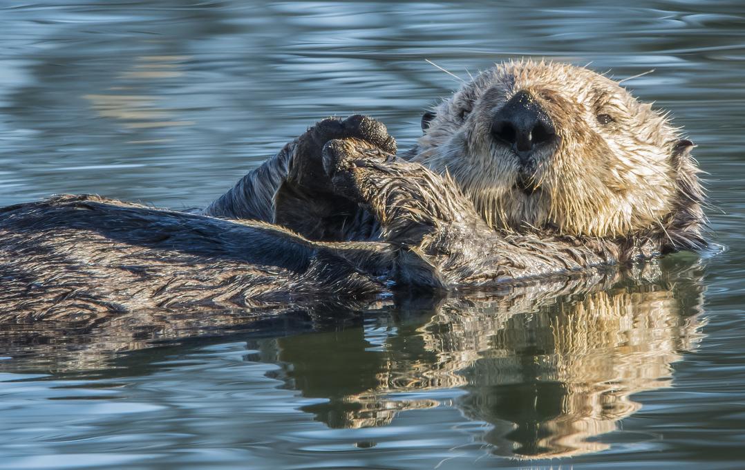 Aquarium du Québec - Loutre de mer