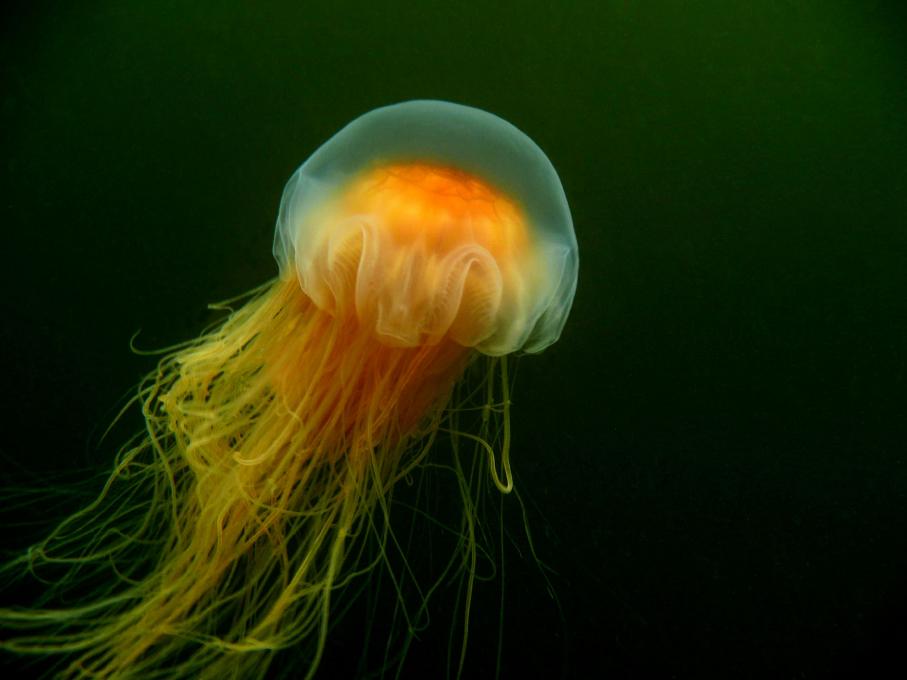 Une méduse dans un bassin d'eau à l'Aquarium du Québec.