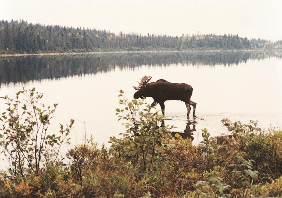 Un orignal marche  dans l'eau, près du rivage d'un lac, dans la Réserve faunique des Laurentides en automne.