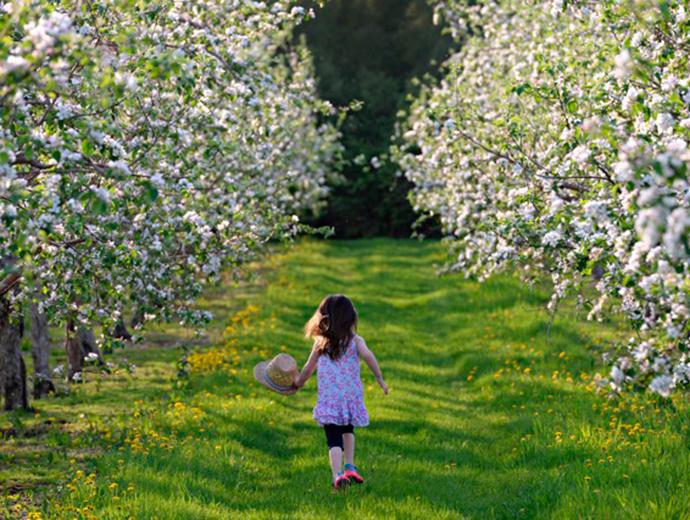 Le Domaine Orléans enr. - Pommiers en fleurs