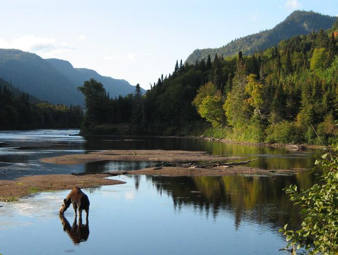 Un orignal, l'animal emblème du parc, s'abreuve dans la rivière dans le Parc national de la Jacques-Cartier.