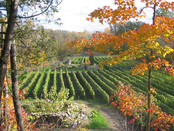 Vignoble Domaine des 3 Moulins - Champs de vignes en automne
