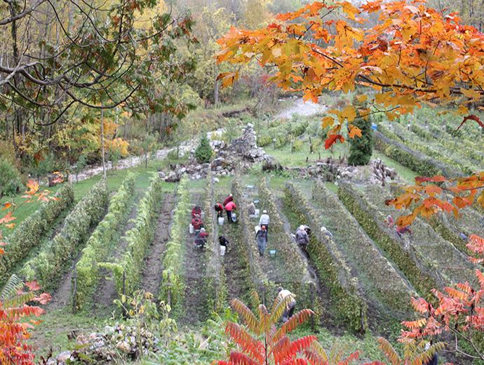 Vignoble Domaine des 3 Moulins - Ouvriers viticoles