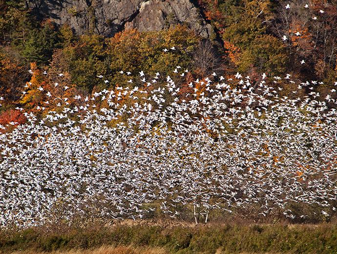 Thousands of snow geese in autumn in the Cap-Tourmente National Wildlife Area.