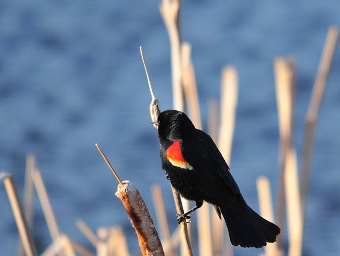 Ornithologie dans la Réserve nationale de faune du Cap-Tourmente.