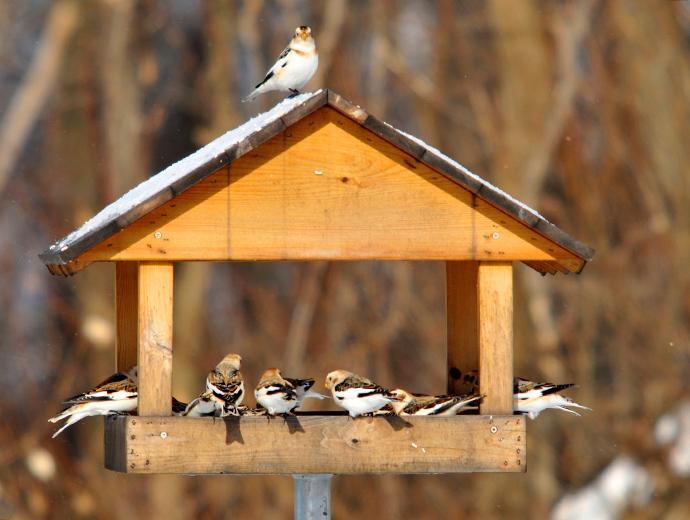 Des oiseaux dans une mangeoire dans les sentiers de la Réserve nationale de faune du Cap-Tourmente.
