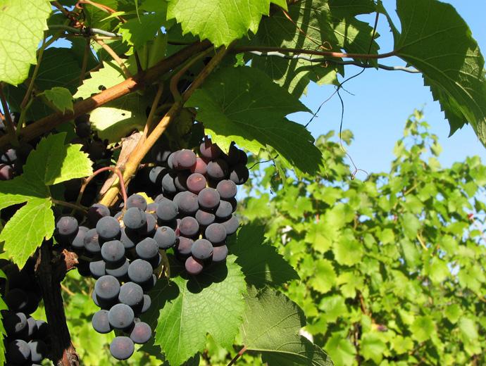 Vignoble Domaine Sainte-Famille - Bunches of grapes
