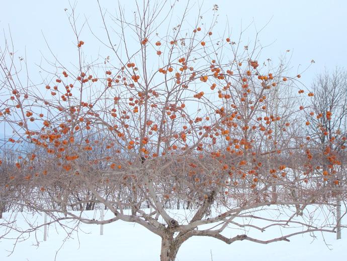 Vignoble Domaine Sainte-Famille - Apple tree in winter
