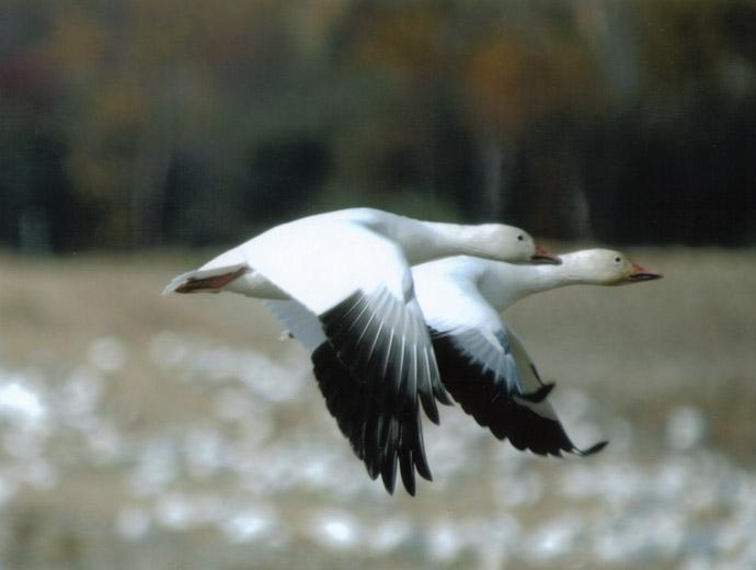 Marie-Hélène-Prémont Bike Trail - white geese in flight