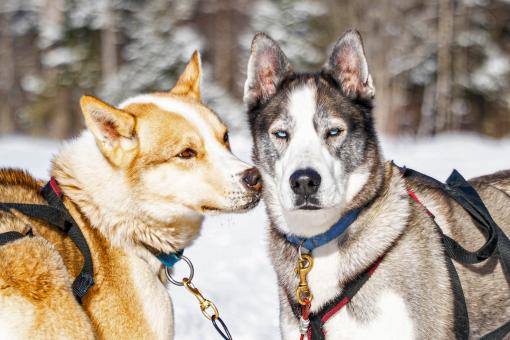 Au Chalet en Bois Rond - Notre meute de chiens de traîneaux