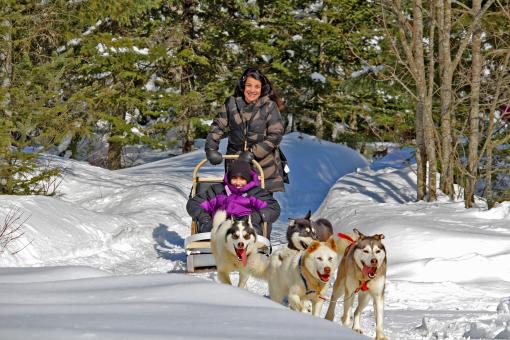 Au Chalet en Bois Rond - Traîneau à chiens en forêt