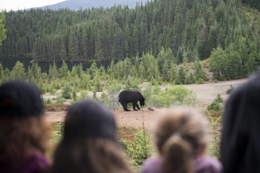 A group of people observe a black bear in the forest, in the Réserve faunique des Laurentides, in summer.