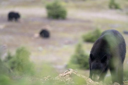 Observation of three black bears in summer, in the Réserve faunique des Laurentides.