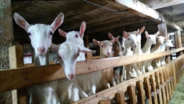 Fromages Ferme Audet - La chèvrerie