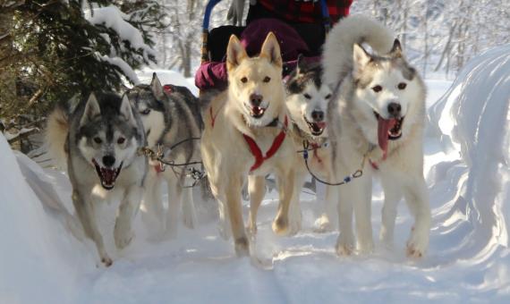 Aventures Nord-Bec Stoneham - Eskimo dogs
