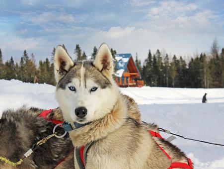 Au Chalet en Bois Rond - Eskimo Dogs