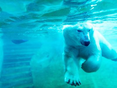 Polar bear swimming underwater at the Aquarium du Québec. 