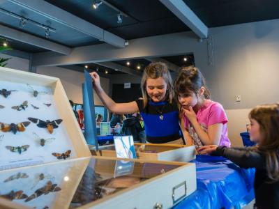 Festival des insectes 