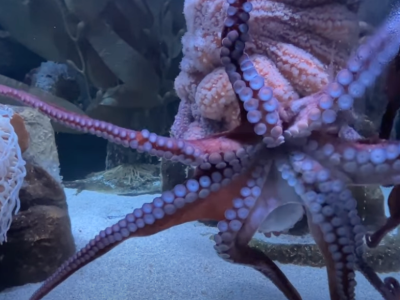 La relâche à l'Aquarium du Québec - Les secrets de la pieuvre