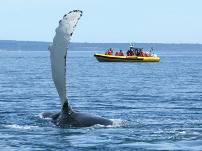 Observation de baleines en Zodiac