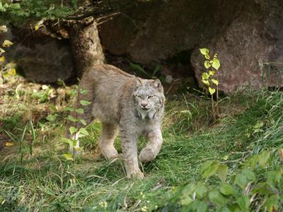 Lynx au Zoo sauvage de Saint-Félicien