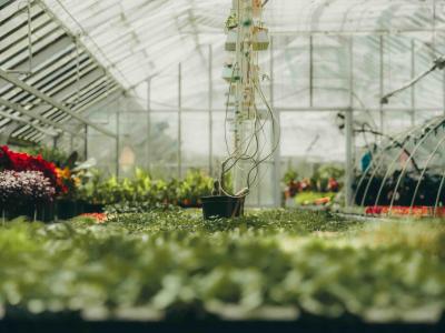 Portes ouvertes des serres