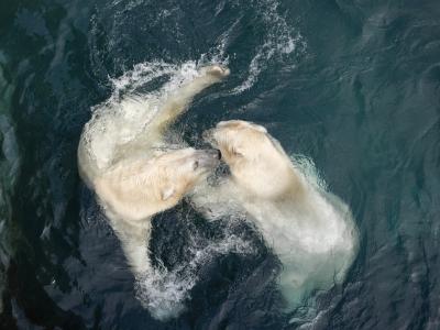 Ours polaire à l'Aquarium du Québec