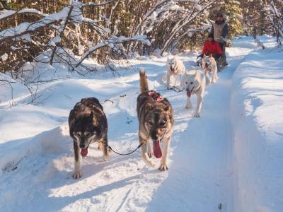 Two people are dog sledding on a snowy trail.