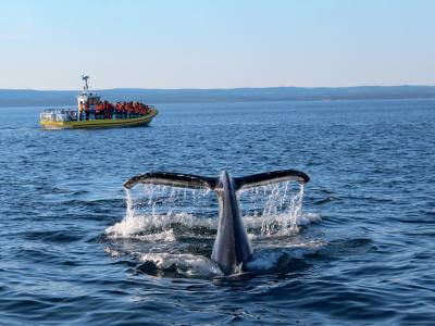 Whale watching on a zodiac