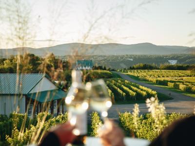 Vignoble Ste-Pétronille - vue