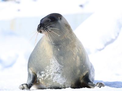 Aquarium du Québec - Phoque