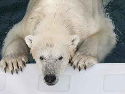 Aquarium du Québec - ours blanc