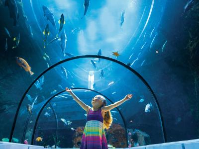A little girl observes the fish in the Grand Ocean tunnel at the Aquarium du Québec.