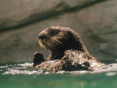 Aquarium du Québec - Les nouvelles loutres de mer