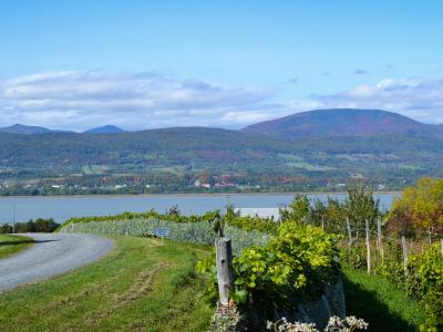Vignoble du Mitan - Vue sur le fleuve du vignoble