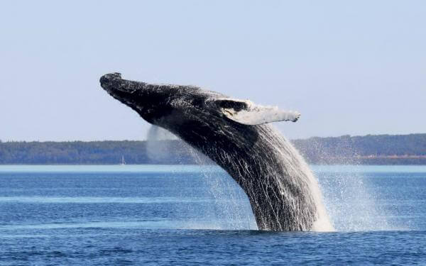 Whale coming out of the water in Tadoussac