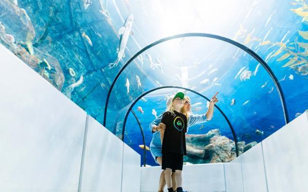 A mother and her son observe the fish in the Grand Ocean tunnel at the Aquarium du Québec.