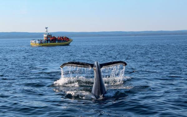 Whale watching on a zodiac