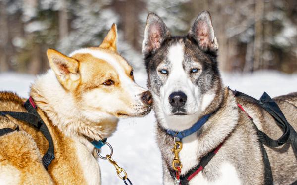 Au Chalet en Bois Rond - Notre meute de chiens de traîneaux
