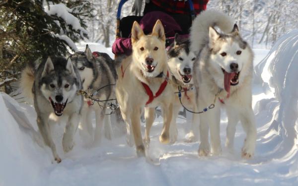 Aventures Nord-Bec Stoneham - Eskimo dogs