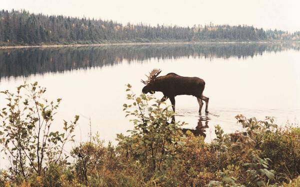 A moose walks in the water, near the shore of a lake, in the Réserve faunique des Laurentides in fall.