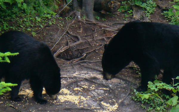 Aventure Inukshuk - black bears