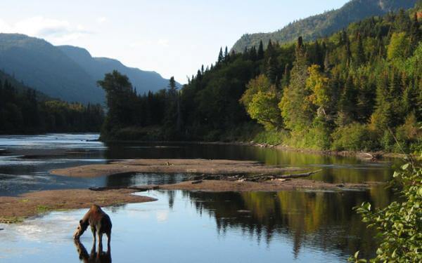 A moose, the emblematic animal of the park, drinks in the river in Jacques-Cartier National Park.