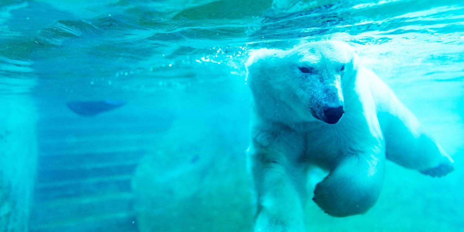 Ours polaire nageant sous l'eau à l'Aquarium du Québec.