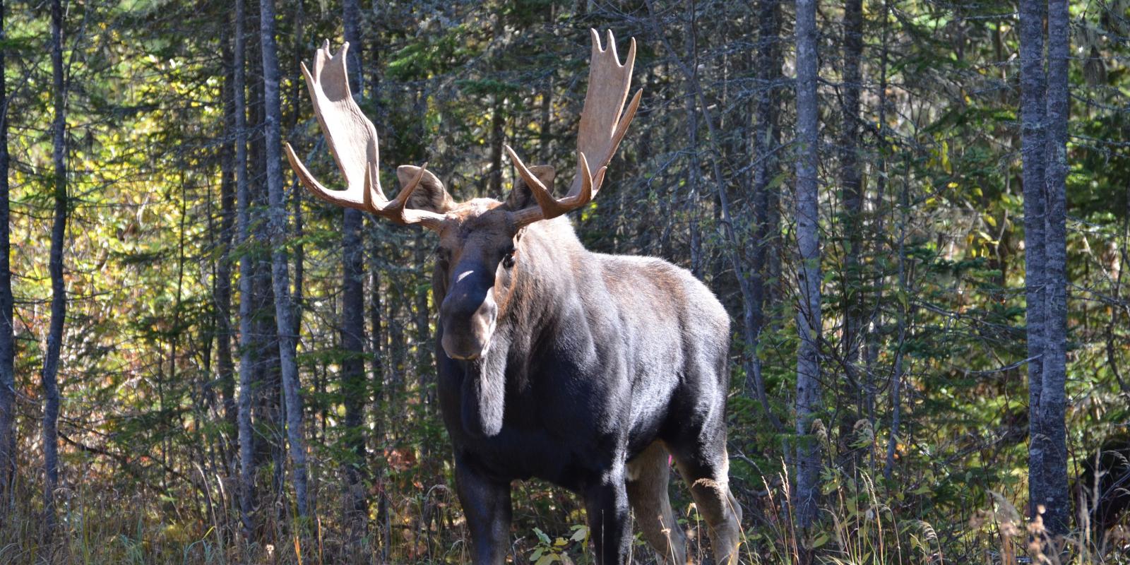 Moose Watching at Forêt Montmorency