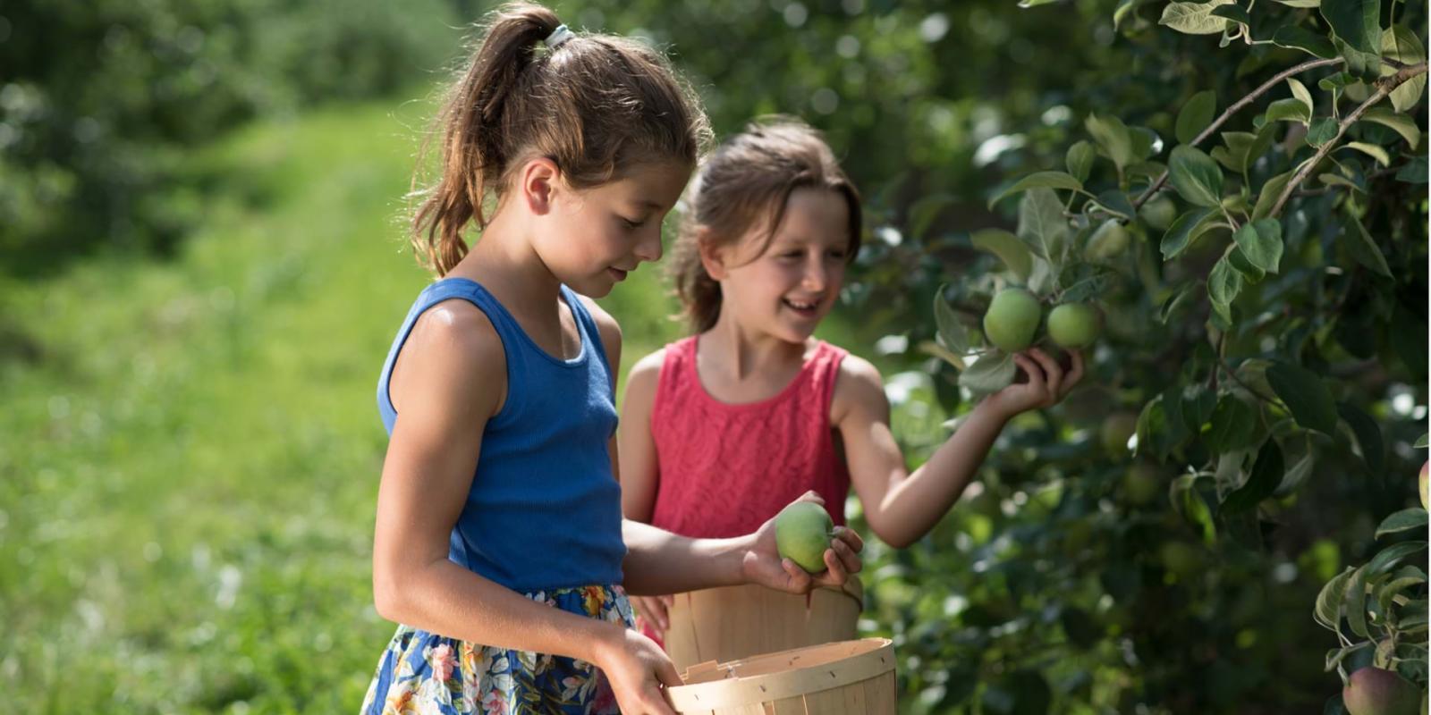 Two little girls pick apples in an orchard on Ile d'Orléans.