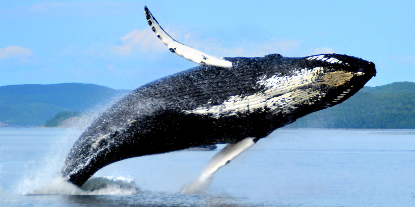 Baleine à bosse dans le Saint-Laurent